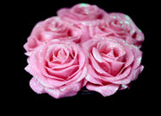 Eternity Diamond Roses - PrettyPalace Bubblegum Pink / 13